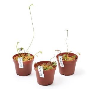 (食虫植物)モウセンゴケ 2号(1ポット)の詳細画像2