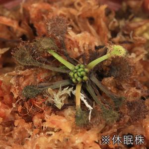 (食虫植物)モウセンゴケ 2号(1ポット)の詳細画像3