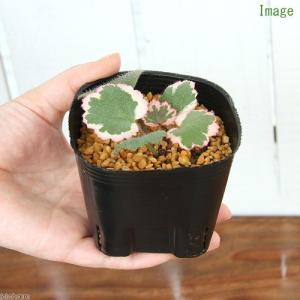 チャーム（charm） （山野草）苔盆栽 抗火石鉢植え ユキノシタ （1鉢