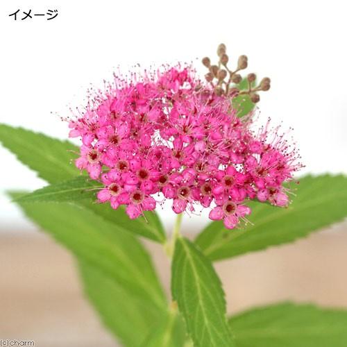 （山野草）赤花シモツケ（赤花下野）　３号（１ポット）