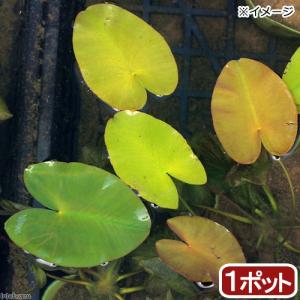 （ビオトープ）水辺植物　河骨　サイコクヒメコウホネ（１ポット）（休眠株）　浮葉植物｜chanet