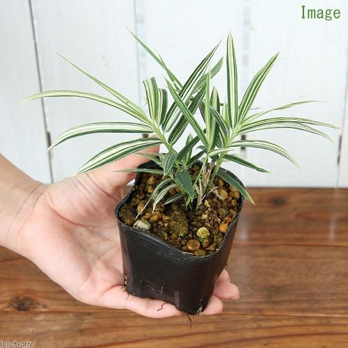 （山野草）チゴザサ（稚児笹）　３号（１ポット）（休眠状態）