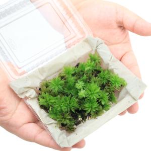 (観葉植物)テラリウム 苔 カサゴケモドキ 半パックの詳細画像1