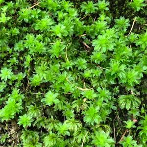 (観葉植物)テラリウム 苔 カサゴケモドキ 半パックの詳細画像3