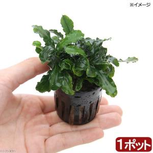 水草 ブセファランドラ SP. クダガン 1株 流木付き 約5cm〜15cm 簡単
