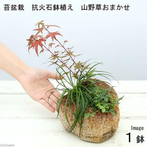 チャーム（charm） （山野草）カンアオイ（寒葵）タマノカンアオイ