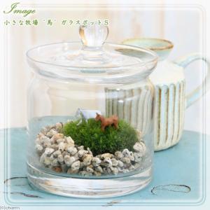 チャーム（charm） （観葉植物）苔テラリウム 鉱石レイアウト ダーク
