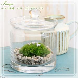 チャーム（charm） （観葉植物）苔テラリウム アニマルランド ネコ（1