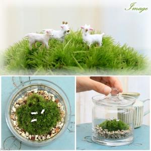 (観葉植物)苔テラリウム 小さな牧場 ヤギ ガ...の詳細画像1