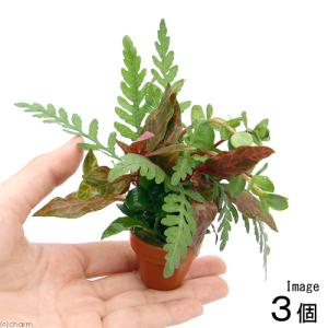チャーム（charm） （水草）ホシクサsp．クチ（水中葉）（無農薬