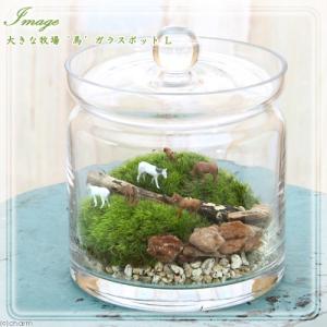 チャーム（charm） （観葉植物）苔テラリウム マコデスペトラ ガラス