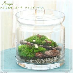 観葉植物）苔テラリウム どんな石が届くかお楽しみ！ 鉱石レイアウト