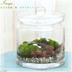 (観葉植物)苔テラリウム 大きな牧場 豚 ガラス...の商品画像