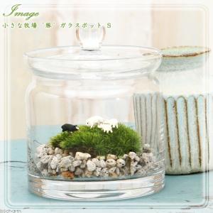 チャーム（charm） （観葉植物）苔テラリウム マコデスペトラ ガラス