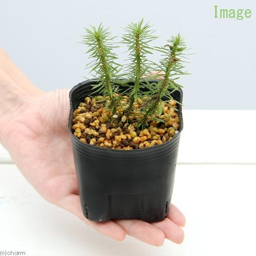 （山野草）シダ（羊歯）ホソバトウゲシバ（峠芝）３号（１ポット）常緑性多年草