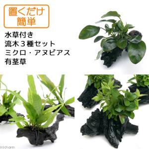 （水草）置くだけ簡単　水草付き流木３種セット（ミクロ・アヌビアス・有茎草）（水上葉）　北海道航空便要保温