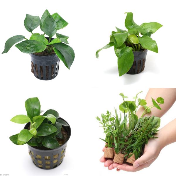 （水草）定番のアヌビアス　ナナ３種セット　＋　ライフマルチ（茶）おまかせ有茎草５種（水上葉）（１セッ...