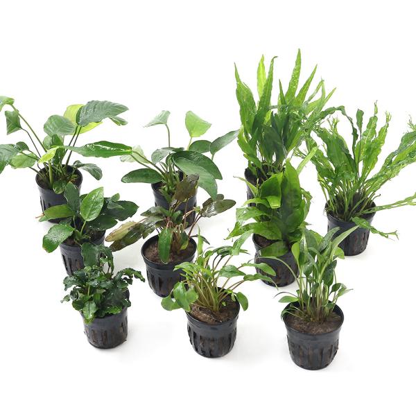 （水草）人気の水草　１０種セット　アヌビアス３種クリプト３種ミクロ３種ブセ１種（水上葉）（１セット）...