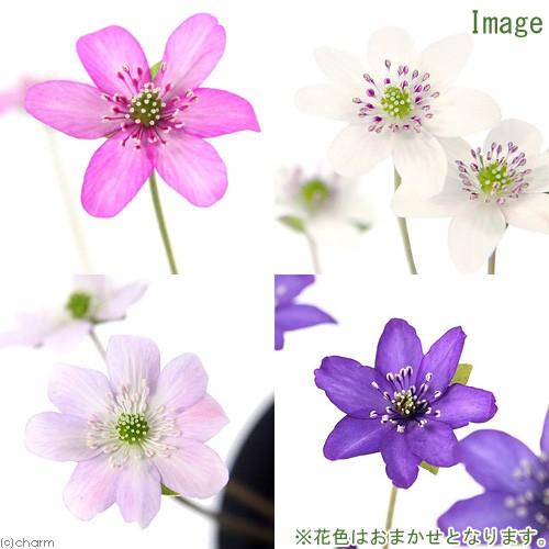 （山野草）ユキワリソウ（雪割草）標準花　花色おまかせ　３号（１ポット）