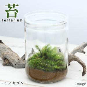 （観葉植物）苔テラリウム　ヒノキゴケ　ガラスボトルＬ　説明書付　テラリウムキット　コケテラリウム　苔テラ　コケテラ　苔　インテリア｜chanet