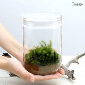 (観葉植物)苔テラリウム ヒノキゴケ ガラスボ...の詳細画像1