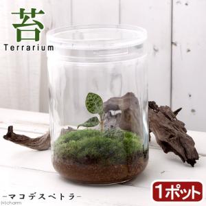 (観葉植物)苔テラリウム マコデスペトラ ガラス...の商品画像