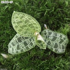 (観葉植物)苔テラリウム マコデスペトラ ガラ...の詳細画像1