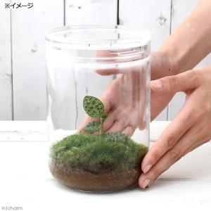 (観葉植物)苔テラリウム マコデスペトラ ガラ...の詳細画像2
