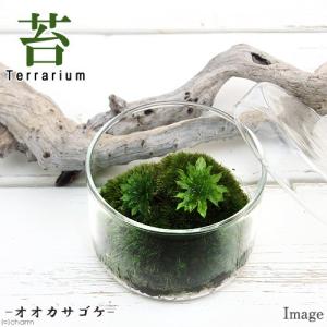 チャーム（charm） （観葉植物）苔テラリウム 苔ミックス 蓋付カップL