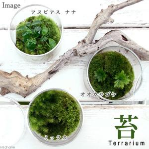 (観葉植物)苔テラリウム オオカサゴケ 蓋付カ...の詳細画像1