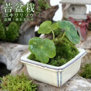 （山野草）苔盆栽　ユキワリソウ　品種・おまかせ色小鉢（１鉢）