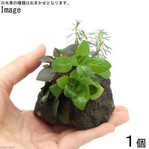 (水草)ミニサイズ Plants Arrang...の詳細画像1