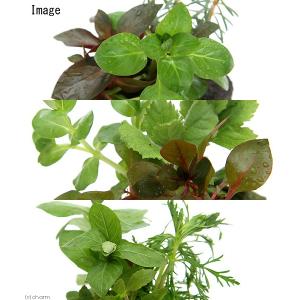 (水草)ミニサイズ Plants Arrang...の詳細画像2
