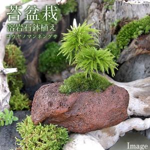 （盆栽）苔盆栽　コウヤノマンネングサ　溶岩石鉢植え（ヤマゴケ）（１鉢）