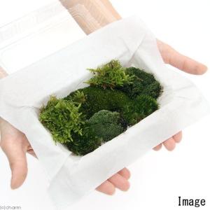 (観葉植物)テラリウム 苔 4種ミックス 品種...の詳細画像1