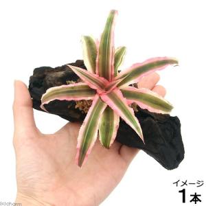 観葉植物）マングローブ メヒルギ（雌蛭木）の種（5本） : チャーム