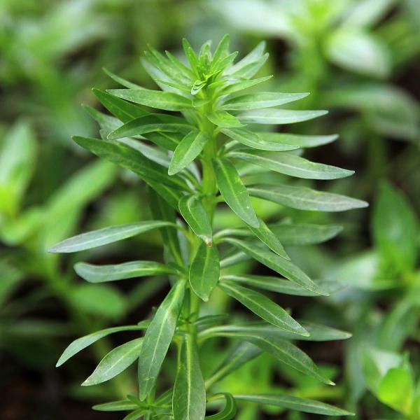 （水草）パンタナルグリーンピンネイト（水上葉）（無農薬）（２本）