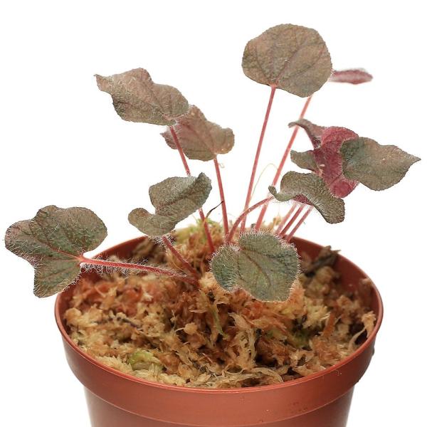 （テラリウム）ソネリラ　ドンナサメンシス（１ポット）原種ノボタン　北海道・九州航空便要保温