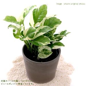 (観葉植物)ポトス エンジョイ 3〜3.5号(...の詳細画像1