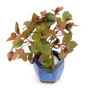 ブセファランドラ sp. ピナ(Bucephalandra Pina) 組織培養（サンプル