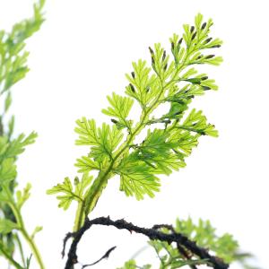 （テラリウム）ヒメハイホラゴケ（姫這洞法螺苔）（１パック）　北海道・九州航空便要保温