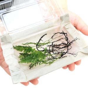 (テラリウム)ヒメハイホラゴケ(姫這洞法螺苔)...の詳細画像1