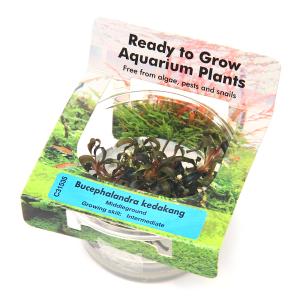 水草）組織培養GROWOW！ ブセファランドラsp．クダガン レッド