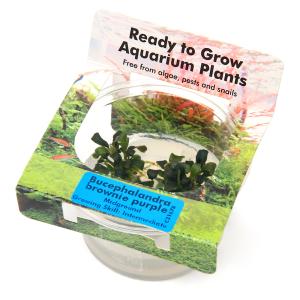 水草）組織培養 ブセファランドラsp．クダガンミニラウンド 東南便