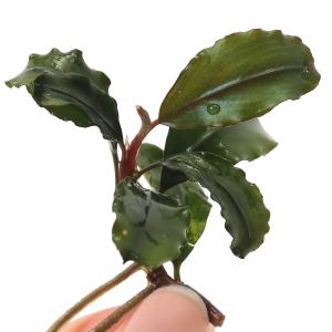 チャーム（charm） （水草）ブセファランドラsp．アルテミス（東南便