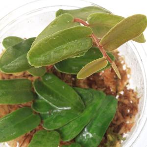 （テラリウム）マルクグラビア　シンテネシー（１カップ）　北海道・九州航空便要保温