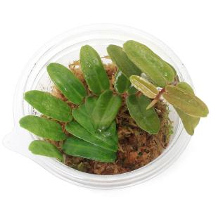 (テラリウム)マルクグラビア シンテネシー(1...の詳細画像1
