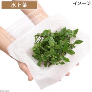 (水草)ストロギネsp.パープル(水上葉)(無...の詳細画像1