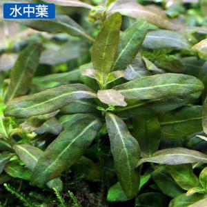 (水草)ストロギネsp.パープル(水上葉)(無...の詳細画像2
