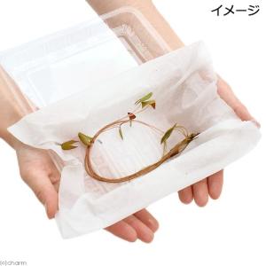 (ビオトープ)睡蓮 株売り おまかせ熱帯性睡蓮...の詳細画像1